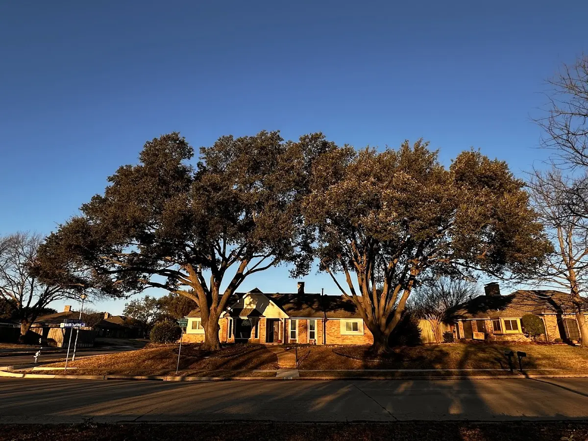 Established residential canopy tree shading a home in Great Falls